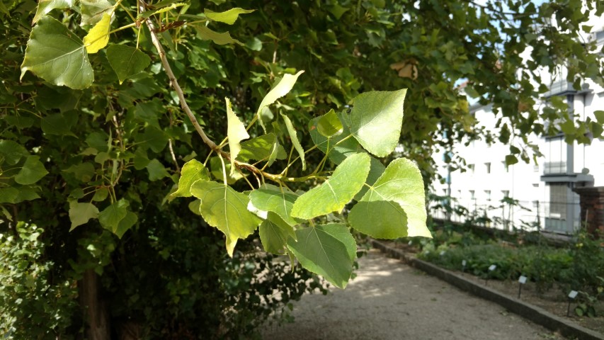 Populus nigra plantplacesimage20170812_154010.jpg