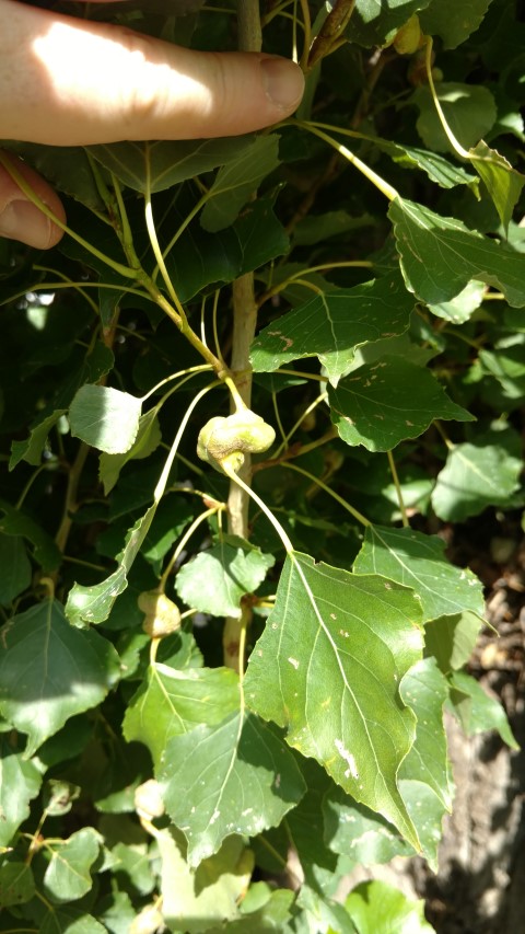 Populus nigra plantplacesimage20170812_154110.jpg