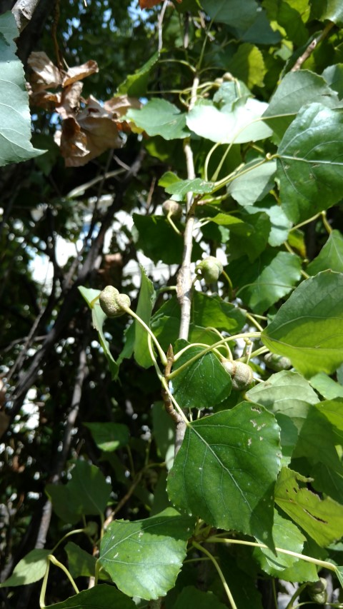 Populus nigra plantplacesimage20170812_154140.jpg