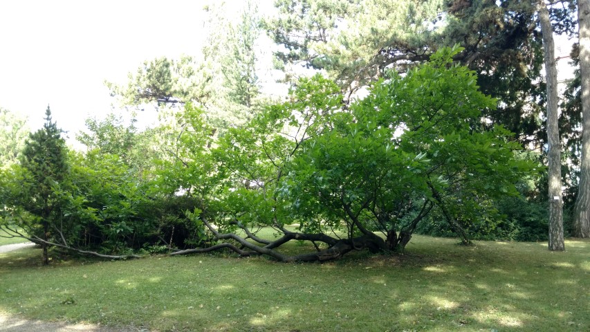 Rhamnus imeretina plantplacesimage20170812_154541.jpg