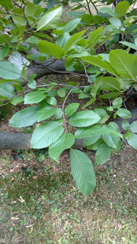 Rhamnus imeretina plantplacesimage20170812_154611.jpg