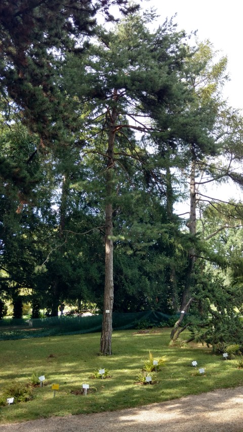 Pinus sylvestris plantplacesimage20170812_154848.jpg