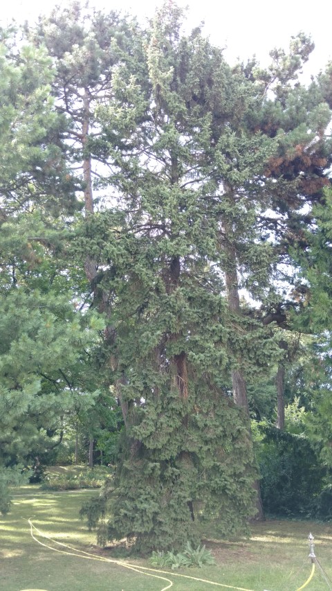 Picea pungens plantplacesimage20170812_155009.jpg