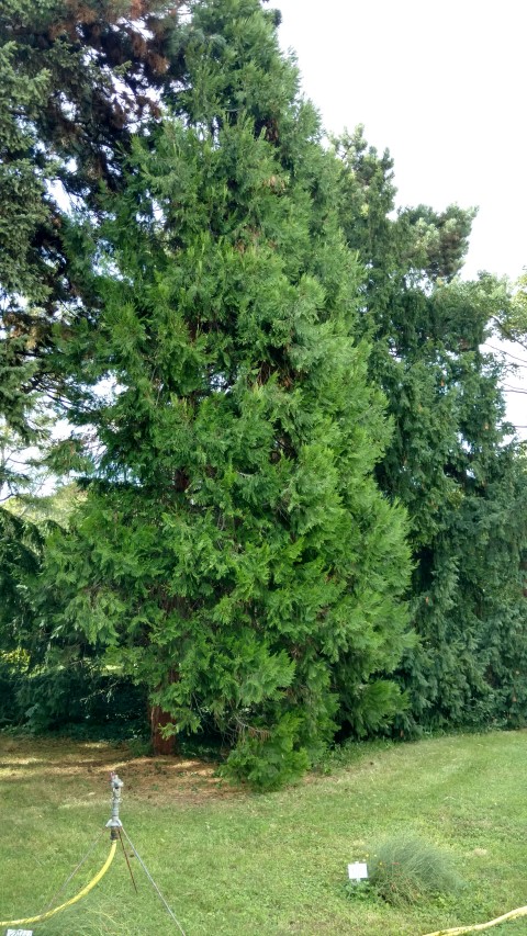 Calocedrus decurrens plantplacesimage20170812_155110.jpg