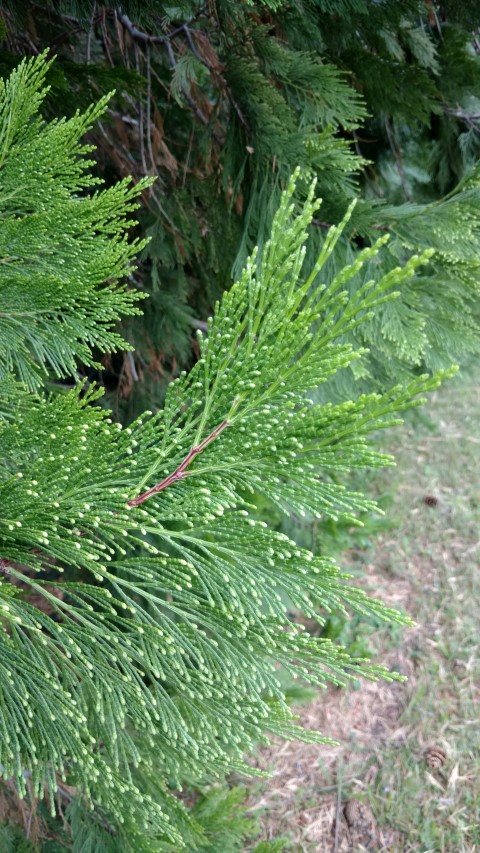 Calocedrus decurrens plantplacesimage20170812_155126.jpg