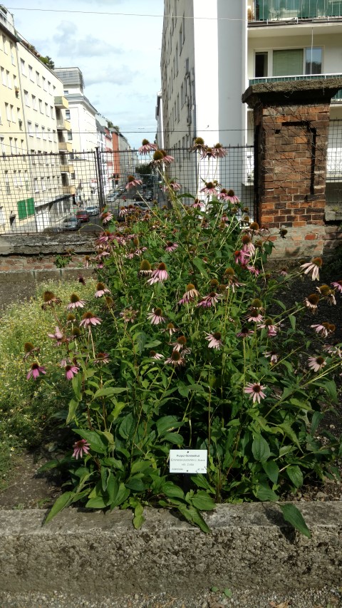 Echinacea purpurea plantplacesimage20170812_155202.jpg