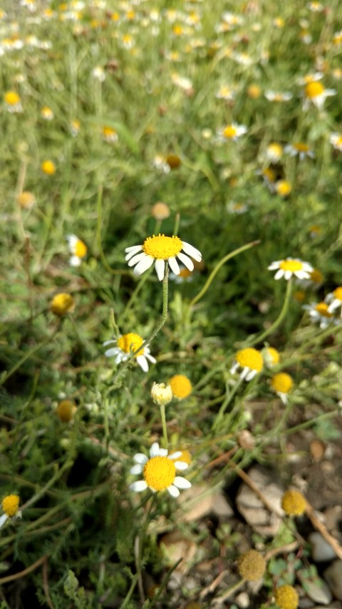 Chamaemelum nobile plantplacesimage20170812_155232.jpg