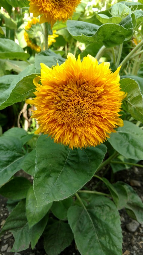 Helianthus annuus plantplacesimage20170812_155350.jpg