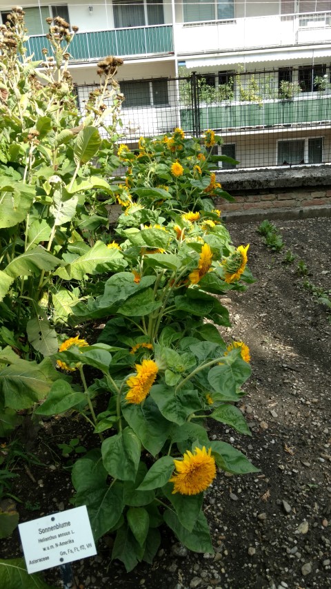 Helianthus annuus plantplacesimage20170812_155416.jpg