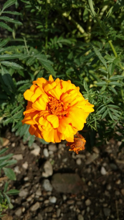 Tagetes erecta plantplacesimage20170812_155551.jpg