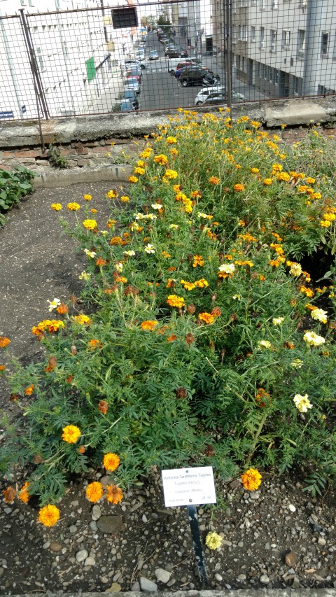 Tagetes erecta plantplacesimage20170812_155604.jpg