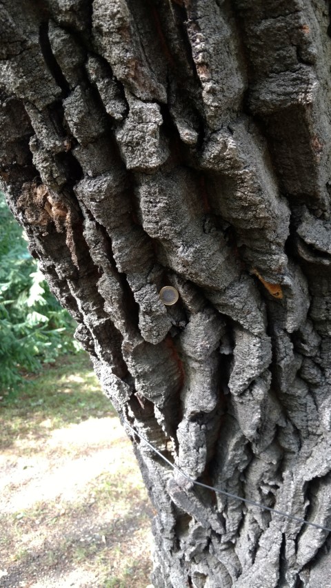 Quercus cerris plantplacesimage20170812_160022.jpg