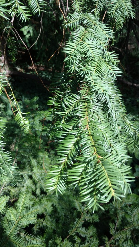 Taxus baccata plantplacesimage20170812_160225.jpg