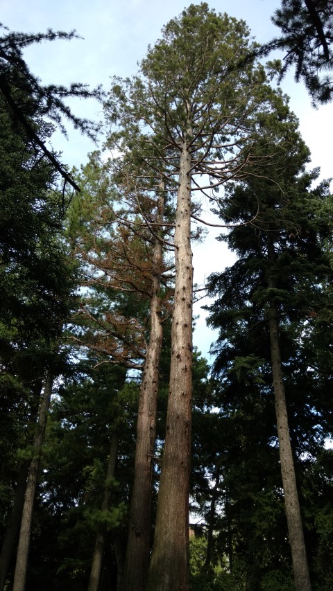 Sequoiadendron giganteum plantplacesimage20170812_160315.jpg