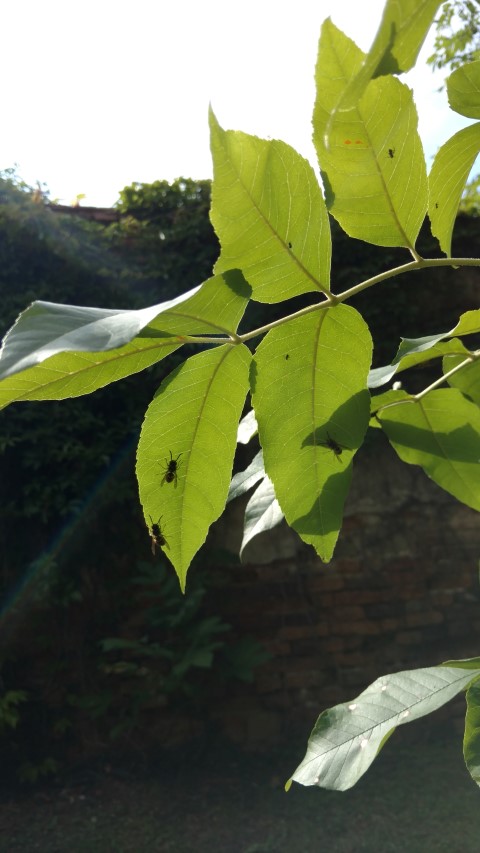 Fraxinus latifolia plantplacesimage20170812_160758.jpg