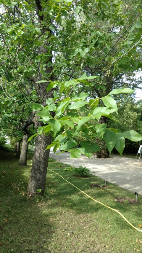 Fraxinus latifolia plantplacesimage20170812_160808.jpg