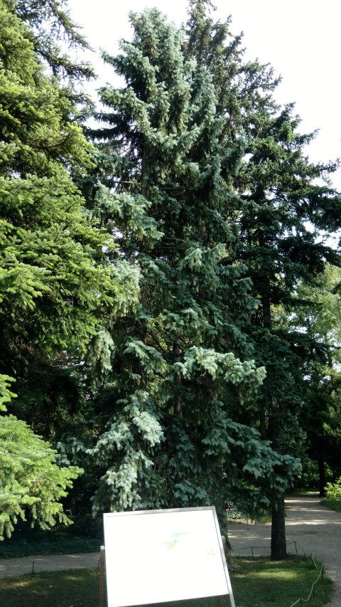 Picea pungens plantplacesimage20170812_160959.jpg