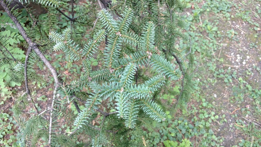 Abies pinsapo plantplacesimage20170812_161102.jpg