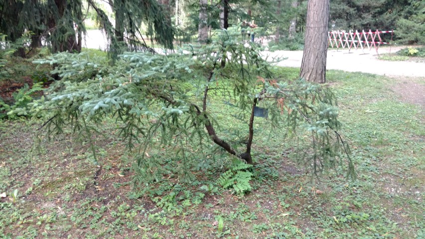 Abies pinsapo plantplacesimage20170812_161120.jpg