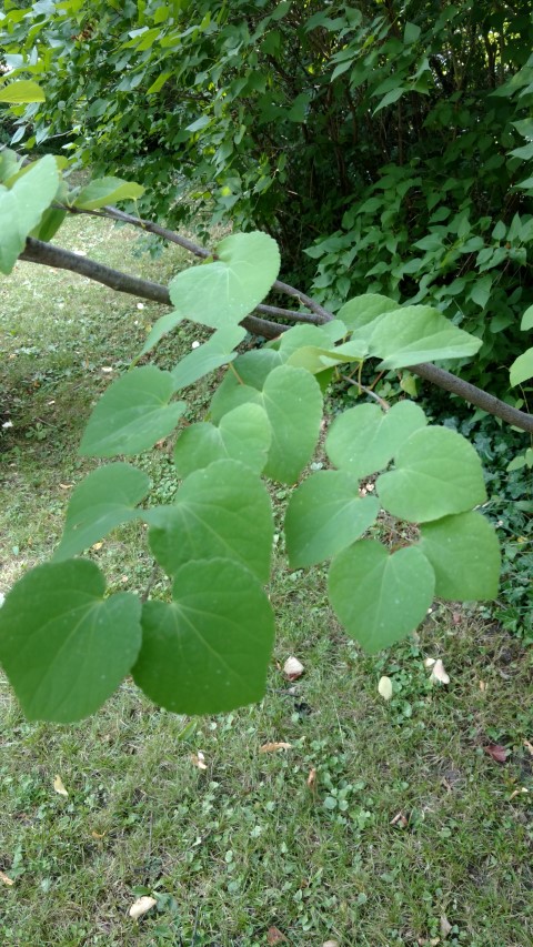 Cercidiphyllum japonicum plantplacesimage20170812_161528.jpg