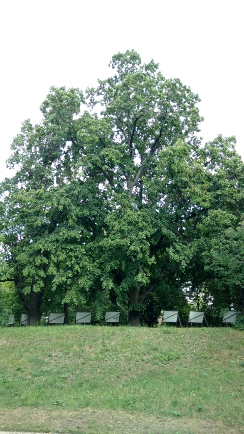 Tilia platyphyllos plantplacesimage20170812_161748.jpg