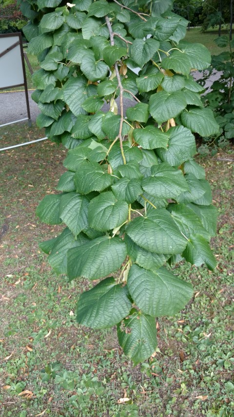 Tilia platyphyllos plantplacesimage20170812_161821.jpg