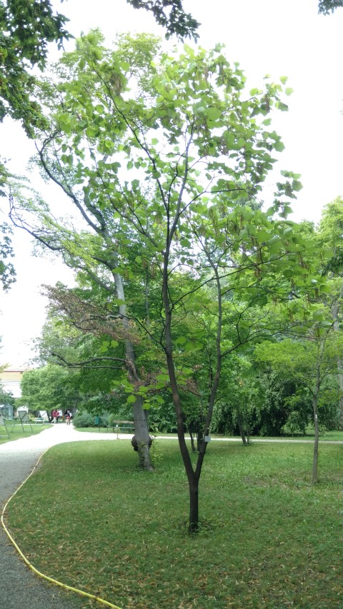 Catalpa ovata plantplacesimage20170812_161918.jpg