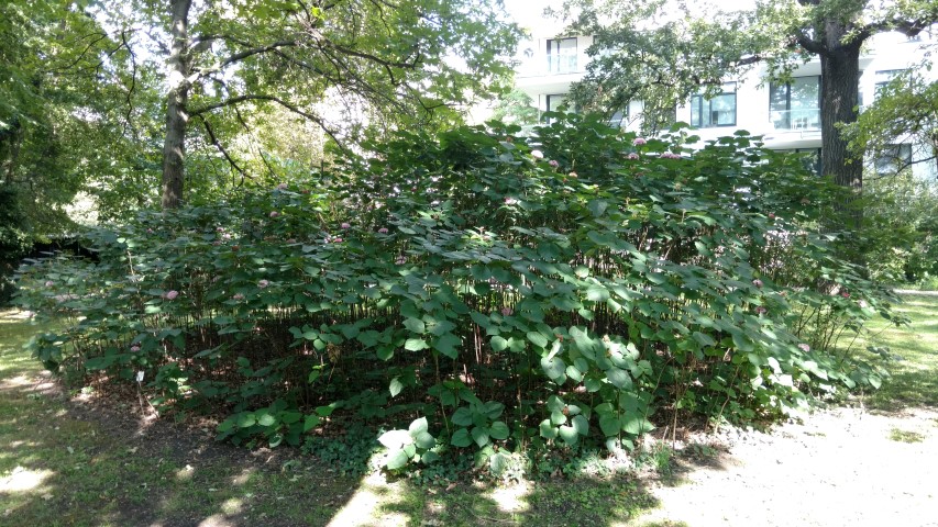 Calodendrum bungei plantplacesimage20170812_162641.jpg