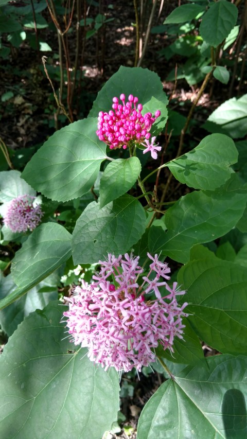 Calodendrum bungei plantplacesimage20170812_162706.jpg