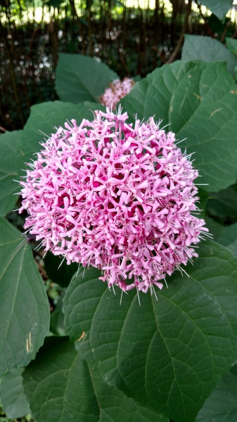 Calodendrum bungei plantplacesimage20170812_162727.jpg