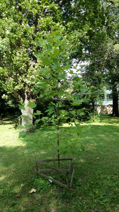 Liriodendron chinense plantplacesimage20170812_162927.jpg