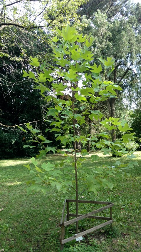 Liriodendron chinense plantplacesimage20170812_162943.jpg