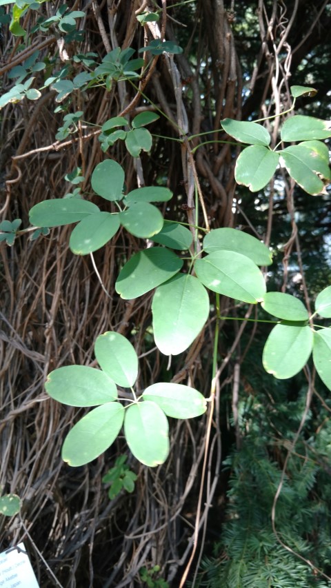 Akebia quinata plantplacesimage20170812_163356.jpg