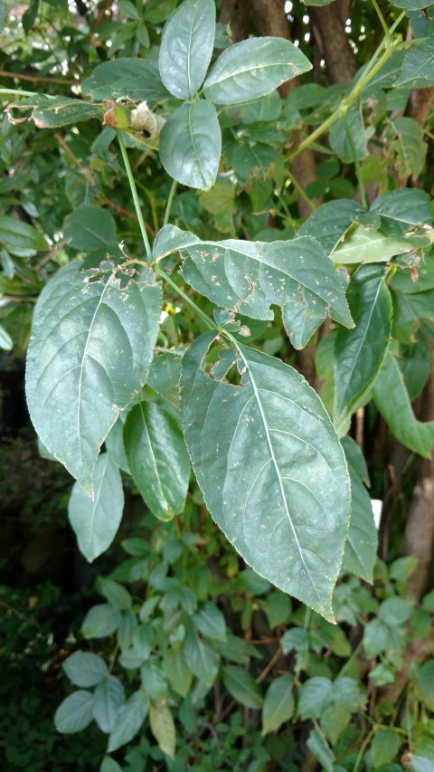 Staphylea colchica plantplacesimage20170812_163610.jpg