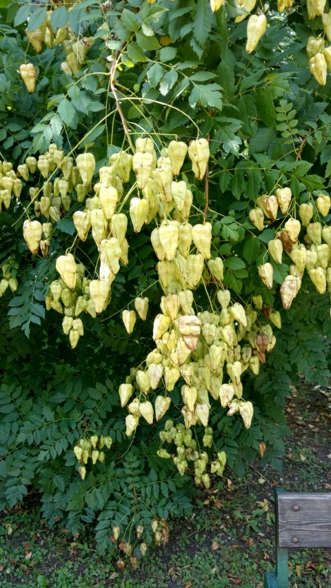 Koelreuteria paniculata plantplacesimage20170812_163659.jpg