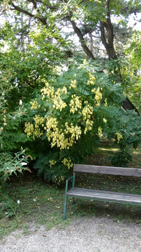 Koelreuteria paniculata plantplacesimage20170812_163709.jpg