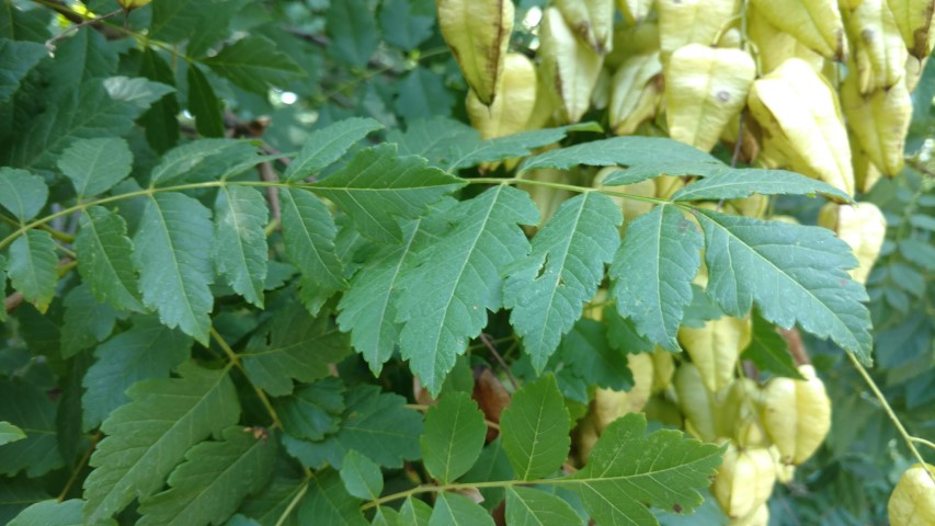 Koelreuteria paniculata plantplacesimage20170812_163720.jpg