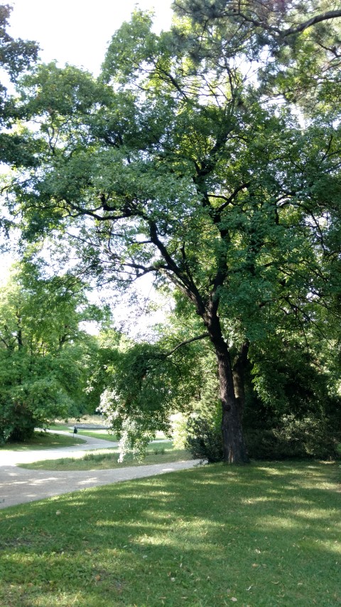 Acer monspessulanum plantplacesimage20170812_164020.jpg