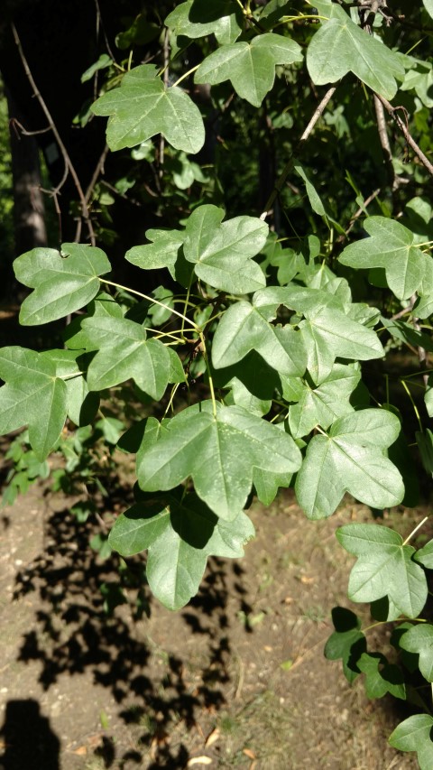 Acer monspessulanum plantplacesimage20170812_164046.jpg