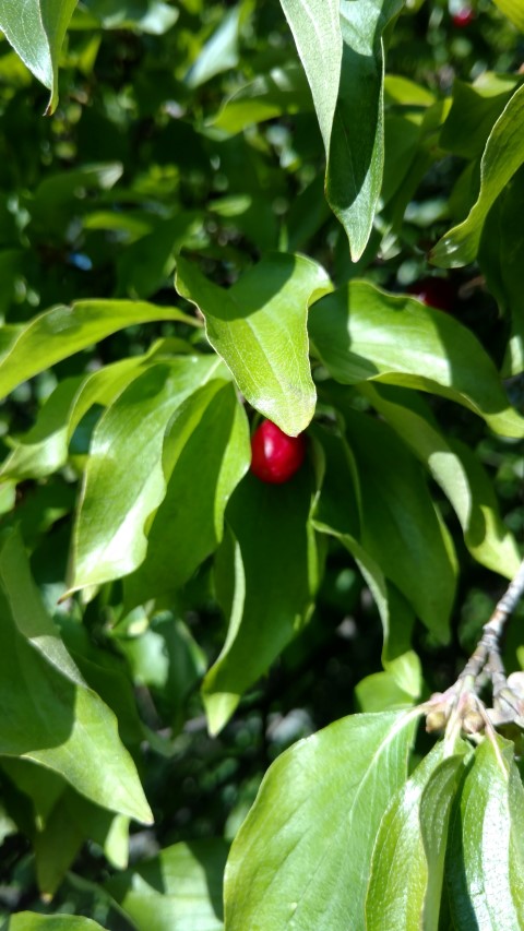 Cornus mas plantplacesimage20170812_164446.jpg