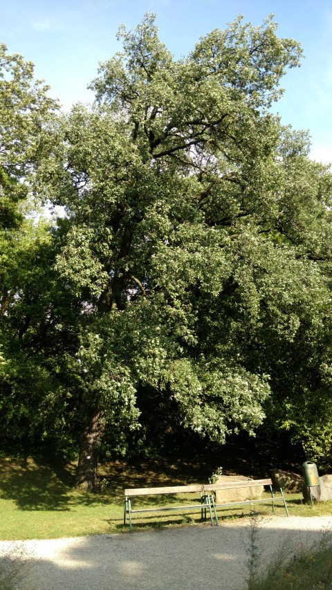 Quercus pubescens plantplacesimage20170812_164515.jpg