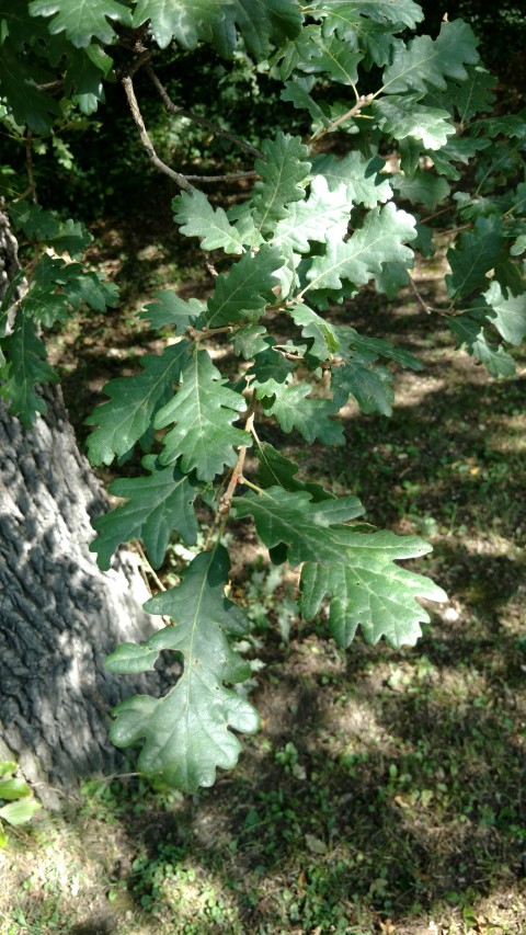 Quercus pubescens plantplacesimage20170812_164543.jpg