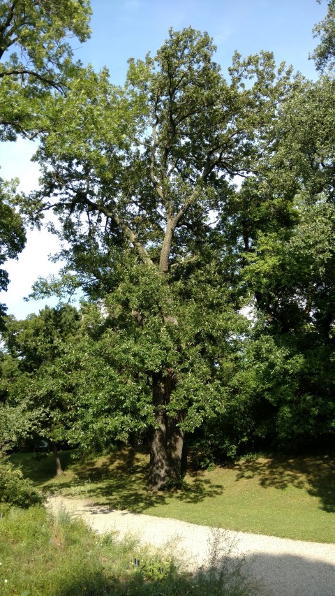 Quercus cerris plantplacesimage20170812_164635.jpg