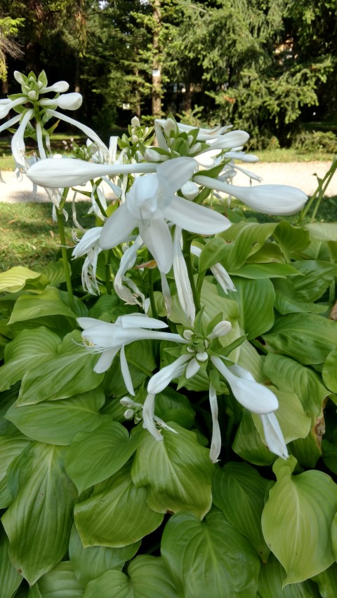 Hosta Sunspot plantplacesimage20170812_164943.jpg