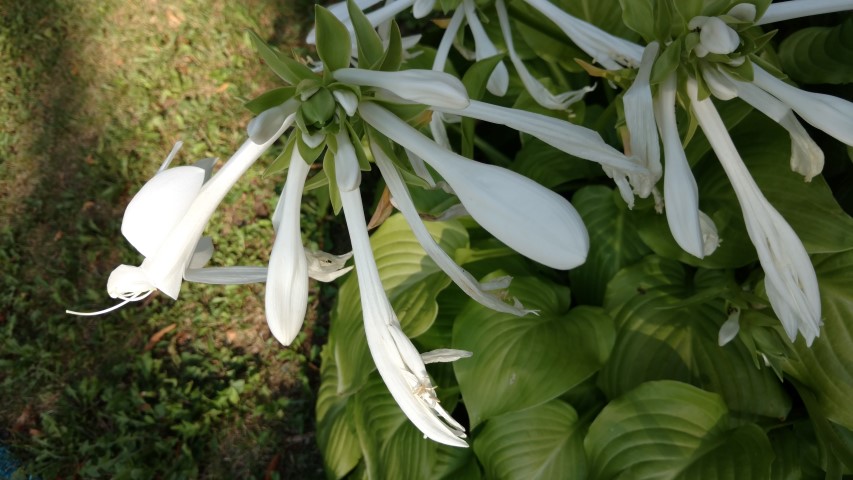 Hosta Sunspot plantplacesimage20170812_164959.jpg