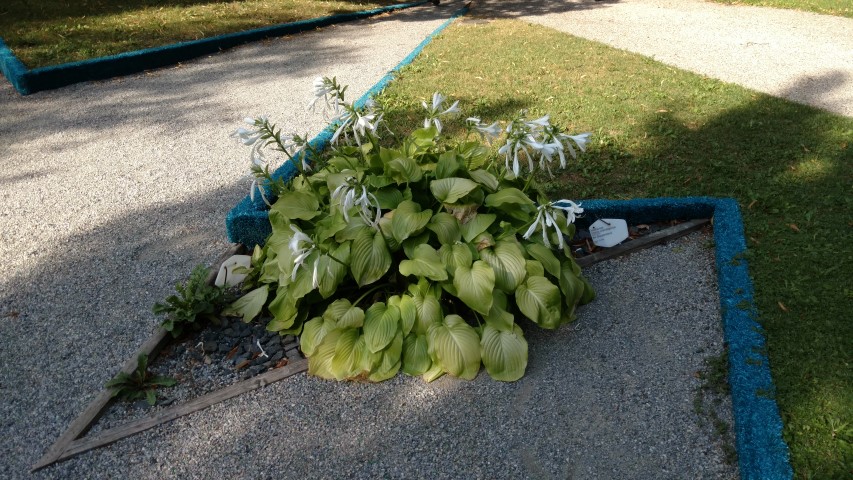 Hosta Sunspot plantplacesimage20170812_165015.jpg