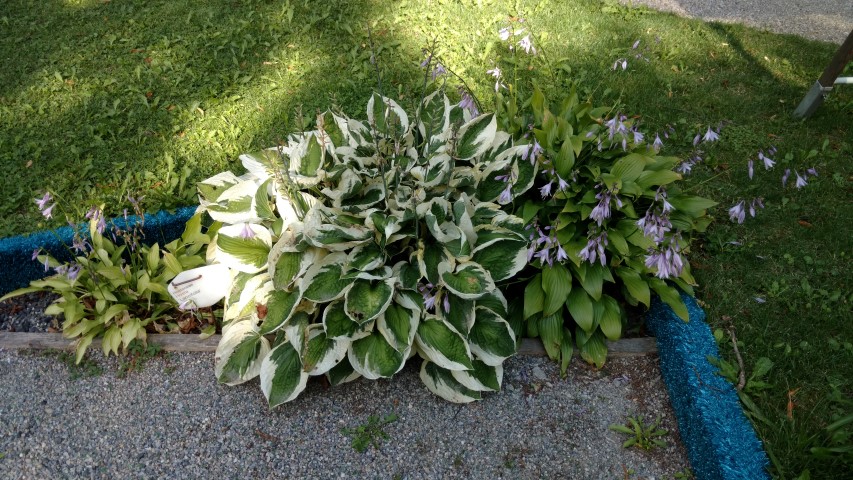 Hosta  plantplacesimage20170812_165044.jpg