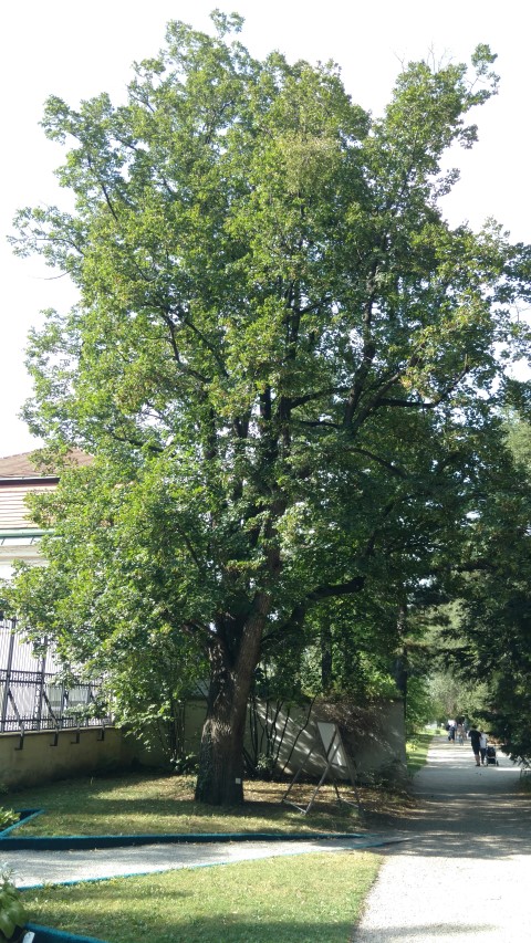 Tilia platyphyllos plantplacesimage20170812_165128.jpg