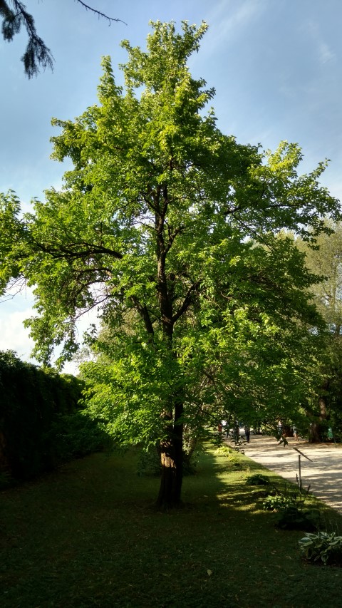 Maclura pomifera plantplacesimage20170812_165430.jpg