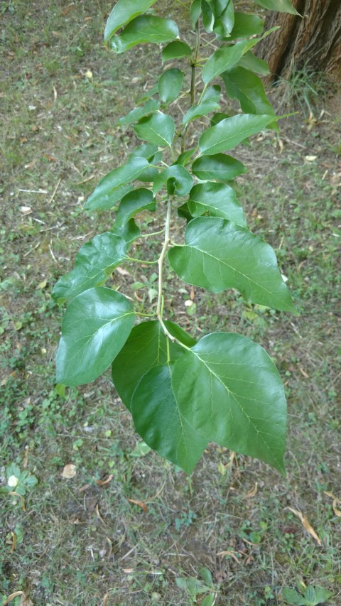 Maclura pomifera plantplacesimage20170812_165501.jpg